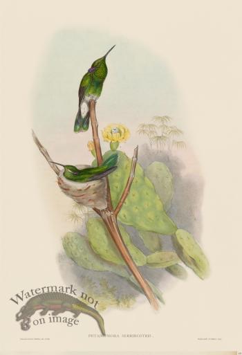 Gould Hummingbird 223